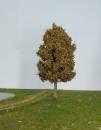 Birne Frühherbst Profi